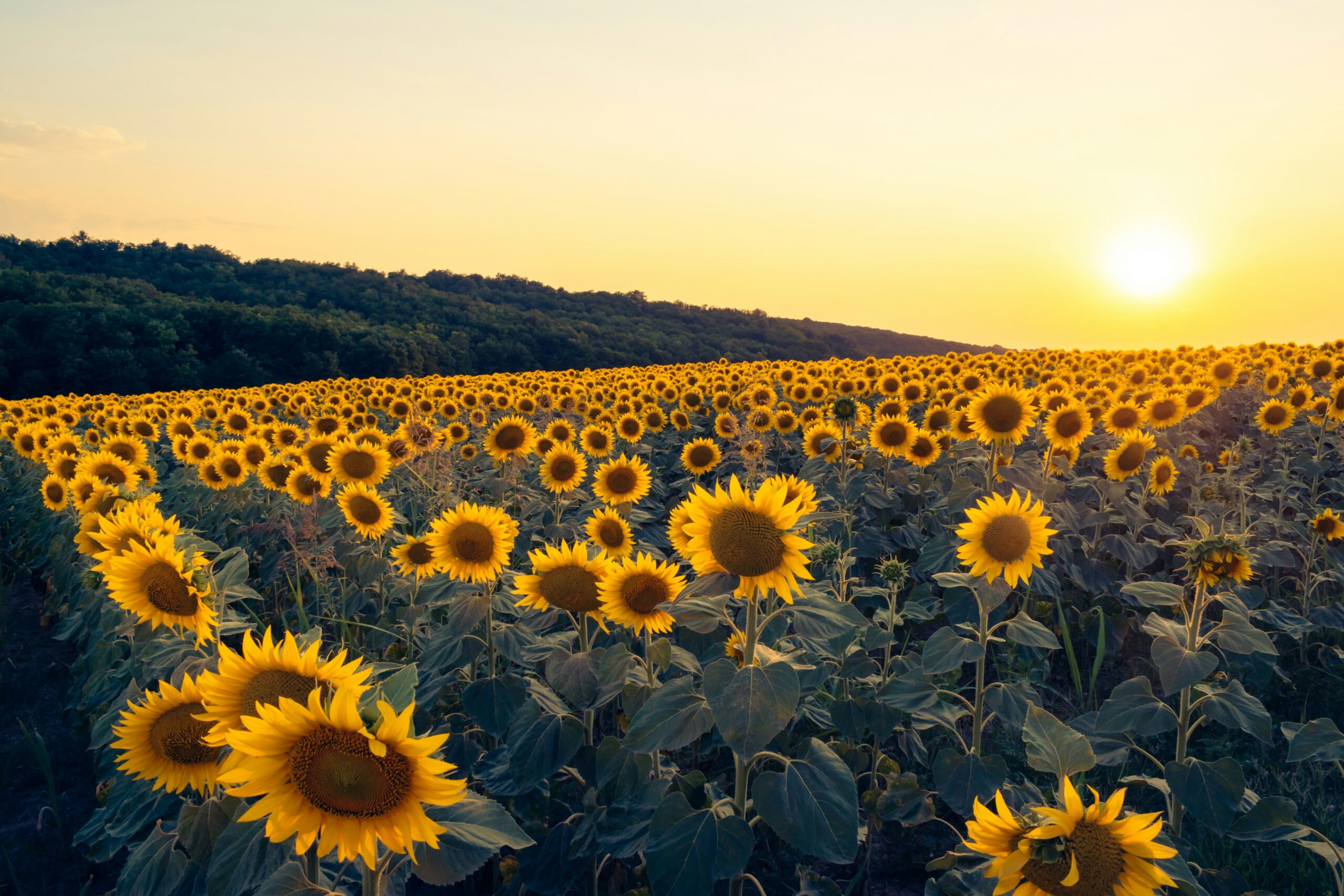 Field of sunflowers at sunset
