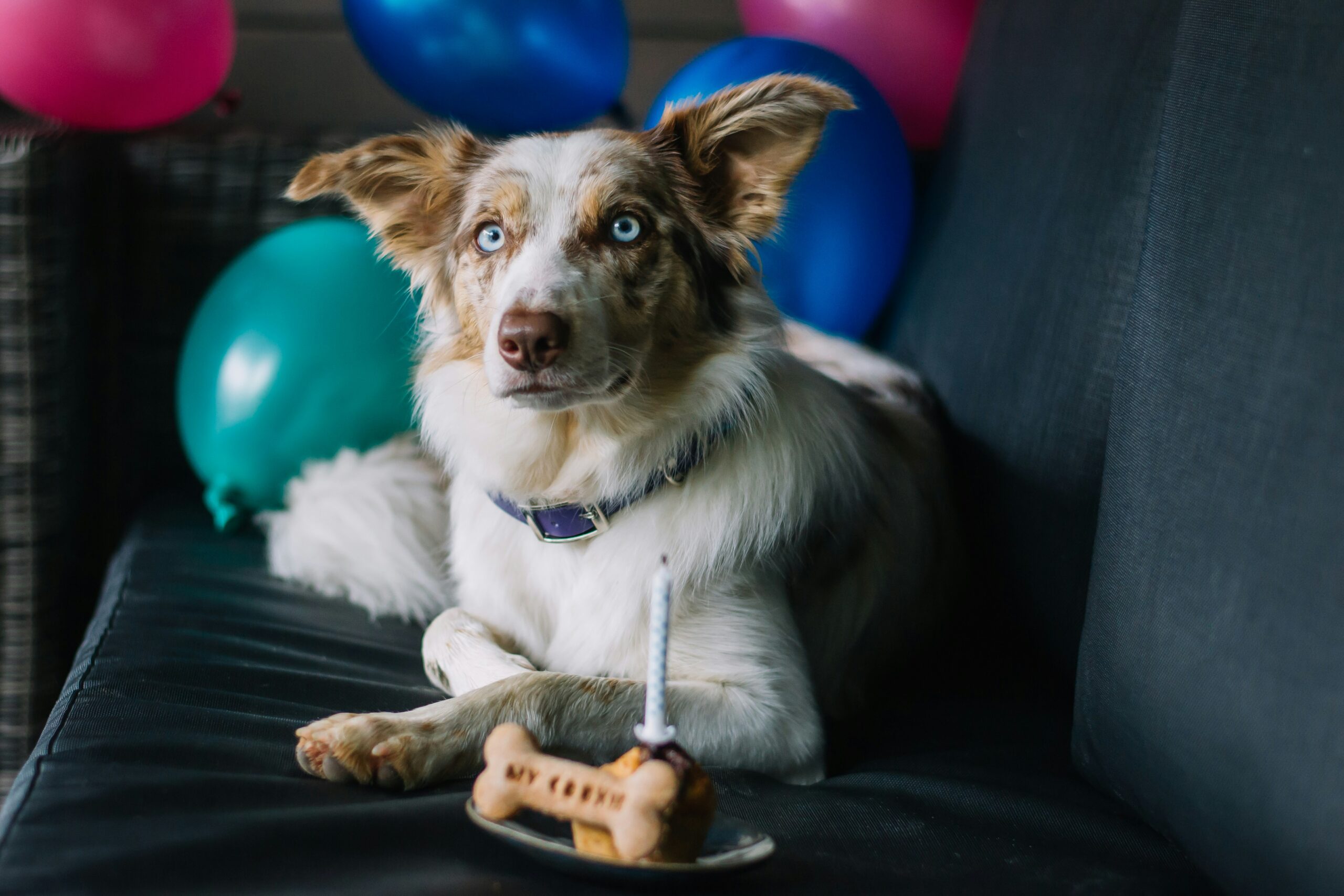 Dog with a birthday cake and balloons