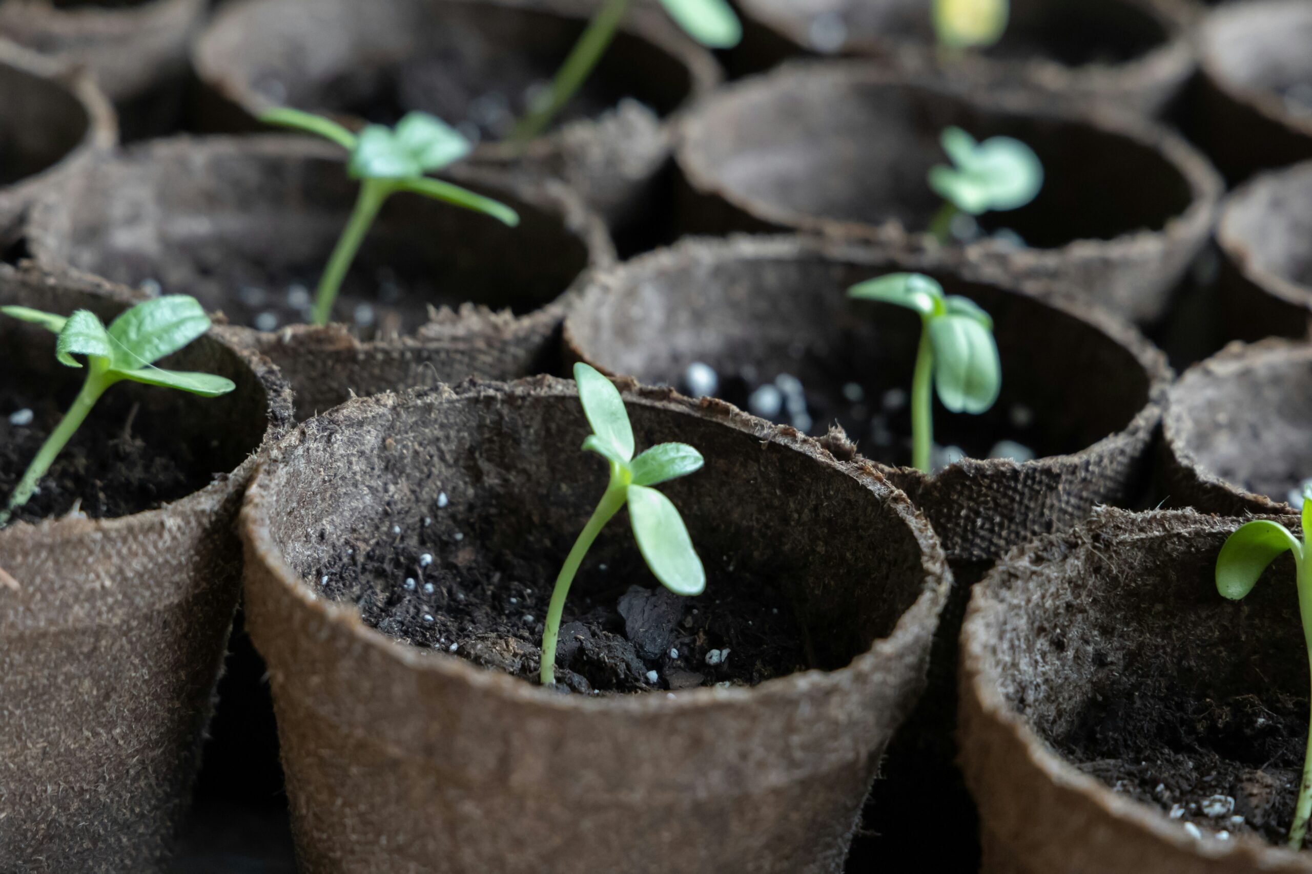 Seedlings